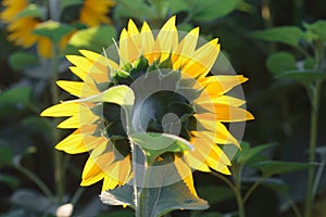 Sunflower head turned toward the sun in the morning.