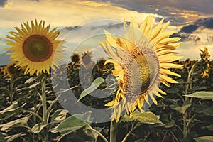 Sunflower head waving on the wind with colorful sunset sky on the background