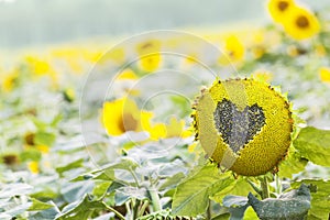 Sunflower with heart shaped figure on natural background
