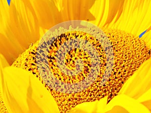 Sunflower hearts