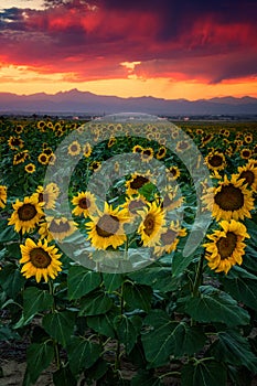 A Sunflower Heaven