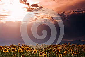 Girasol cielo 