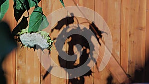 Sunflower with heavy seed sagging over in the evening with shadow on fence