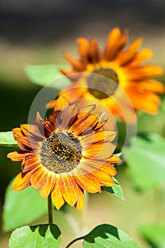 sunflower, helianthus