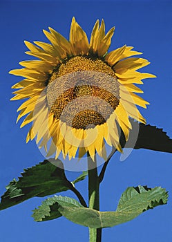 SUNFLOWER helianthus AGAINST BLUE SKY, OISE IN FRANCE