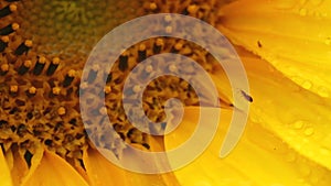 Sunflower - Helianthus annus - HD