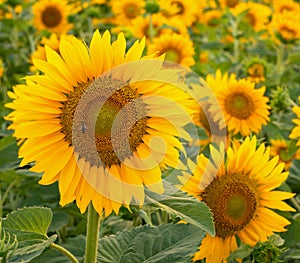 Sunflower, Helianthus annuus