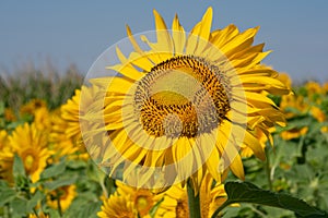 Sunflower, Helianthus annuus