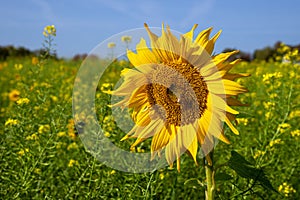 Sunflower, Helianthus annuus