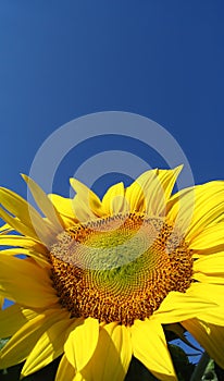 Sunflower (helianthus annuus)