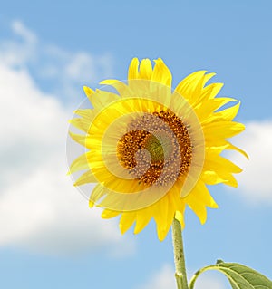 Sunflower, Helianthus annuus photo