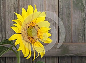 Sunflower, Helianthus annuus