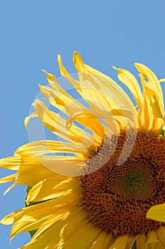 Sunflower (Helianthus annuus) photo