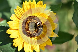 Sunflower (Helianthus annuus)