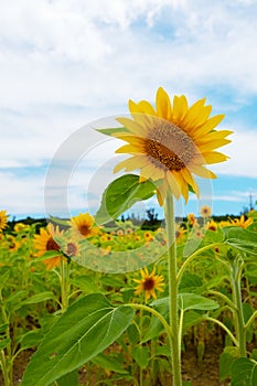 Sunflower-Helianthus annuus