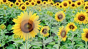 Sunflower or Helianthus Annuus