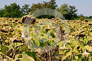 Sunflower (Helianthus annuus)