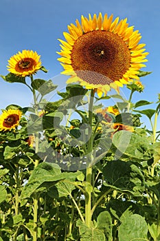 Sunflower Helianthus annuus