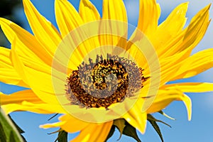 Sunflower (Helianthus annuus)