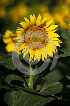 Sunflower & x28;Helianthus annuus& x29;