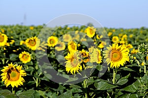 Sunflower & x28;Helianthus annuus& x29;