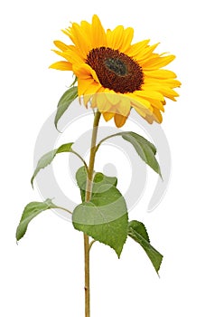 Sunflower Helianthus annuus, Asteraceae isolated on white back