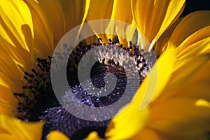 Sunflower-Helianthus annuus in a big plan