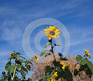 Sunflower Or Helianthus Annuus In Bloom