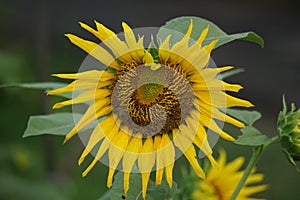 Sunflower (Helianthus annuus, bunga matahari) on the tree.