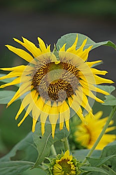 Sunflower (Helianthus annuus, bunga matahari) on the tree.