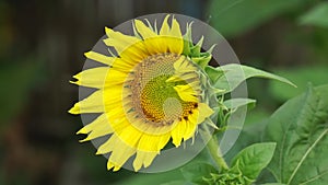 Sunflower (Helianthus annuus, bunga matahari) on the tree.