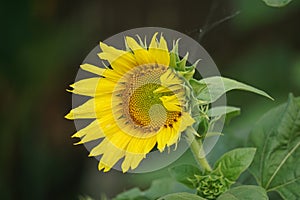 Sunflower (Helianthus annuus, bunga matahari) on the tree.