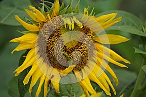 Sunflower (Helianthus annuus, bunga matahari) on the tree.