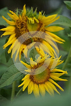 Sunflower (Helianthus annuus, bunga matahari) on the tree.