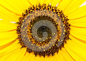 Sunflower Helianthus Annuus close up shot, image for background.