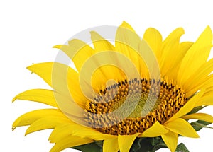 Sunflower, Helianthus annuus, closeup