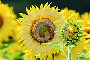 Sunflower or Helianthus Annuus in the farm