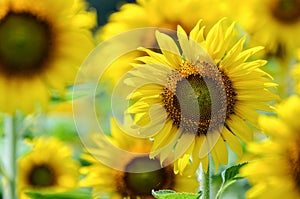Sunflower or Helianthus Annuus in the farm