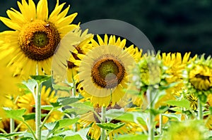 Sunflower or Helianthus Annuus in the farm