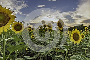 Sunflower Helianthus annuus field