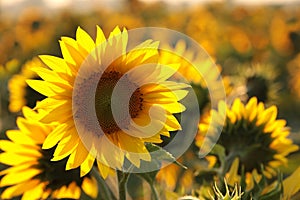 sunflower helianthus annuus in the field at dusk close up of fresh growing backlit by light setting sun august poland