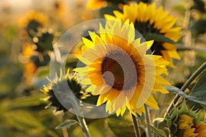 sunflower helianthus annuus in the field at dusk close up of fresh growing backlit by light setting sun august poland photo