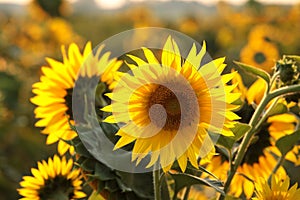 sunflower helianthus annuus in the field at dusk close up of growing backlit by light setting sun august poland