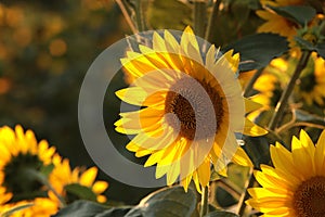 sunflower helianthus annuus in the field at dusk close up of growing backlit by light setting sun august poland