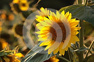 sunflower helianthus annuus in the field at dusk close up of growing backlit by light setting sun august poland