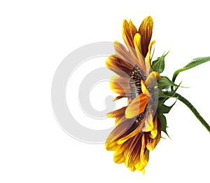 Sunflower Helianthus annuus over white