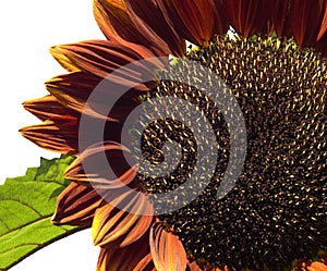 Sunflower Helianthus annuus Royal Velvet photo