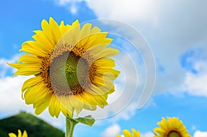 Sunflower or Helianthus Annuus on sky background