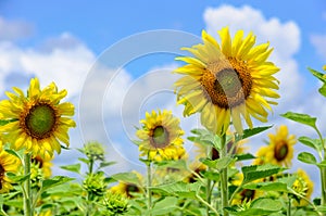 Sunflower or Helianthus Annuus on sky background