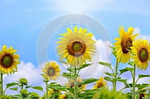 Sunflower or Helianthus Annuus on sky background